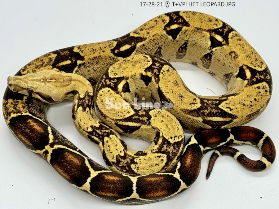 T+VPI HET LEOPARD
